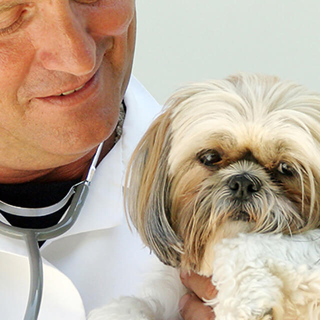 Everything You Need to Know About Cancer In Dogs 