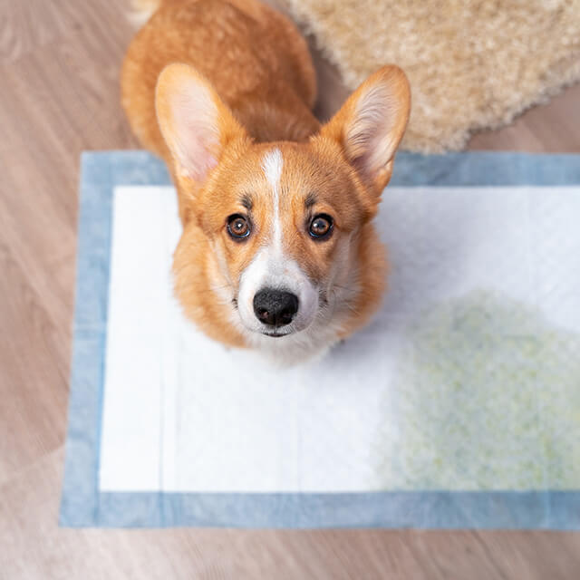 How to toilet train a puppy or dog. Our no-stress guide.
