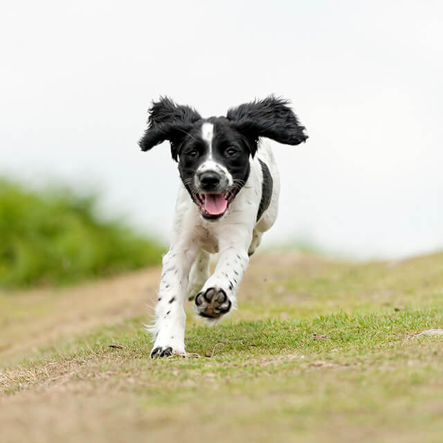 Dog recall training. Five steps to success.