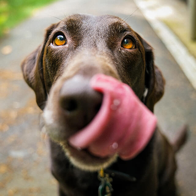 brown dog licking its nose
