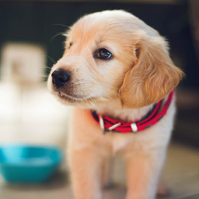puppy wearing a red collar standing next to a blue bowl