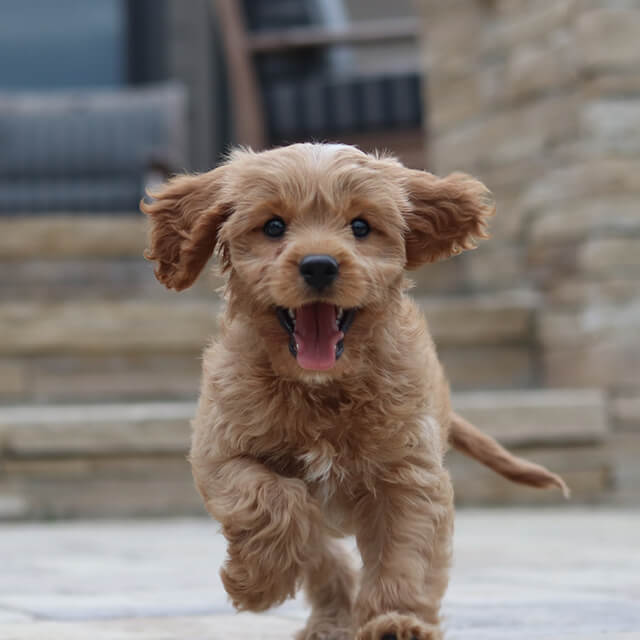a puppy running toward the camera