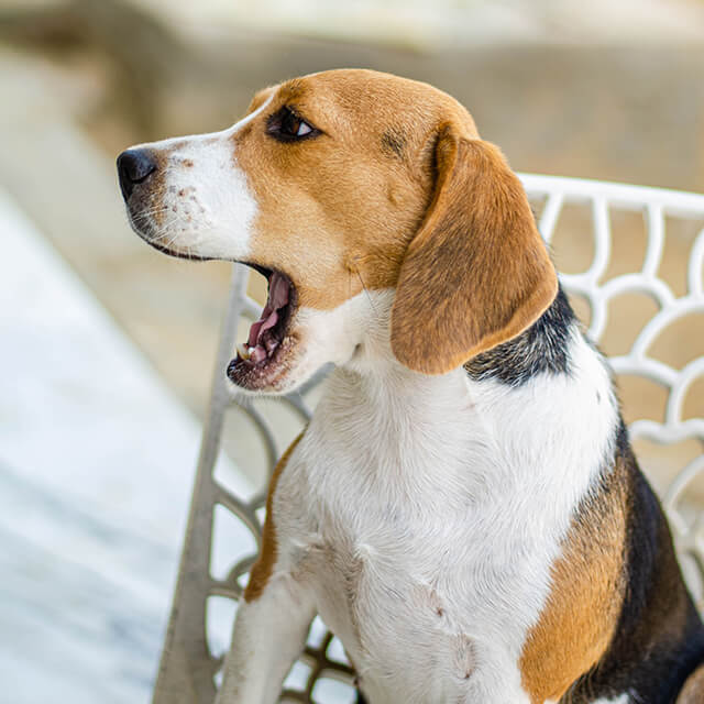 Beagle dog facing to the side with mouth open.