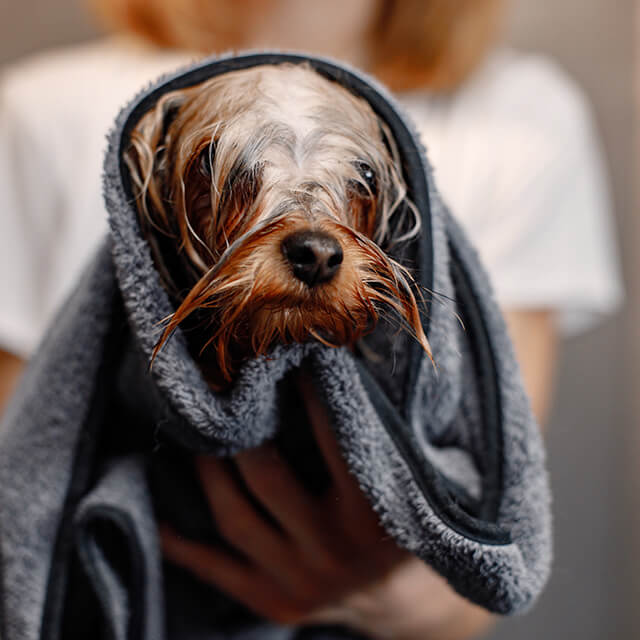 Yorkshire Terrier wrapped in towel.