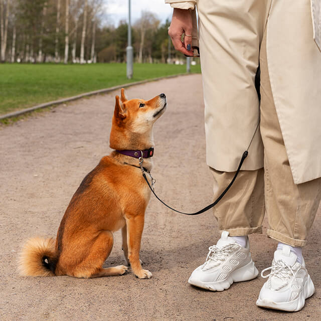 Image of brown dog on a leash, walking with its owner.