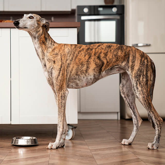 Side angle of a Greyhound dog with food bowl on floor.