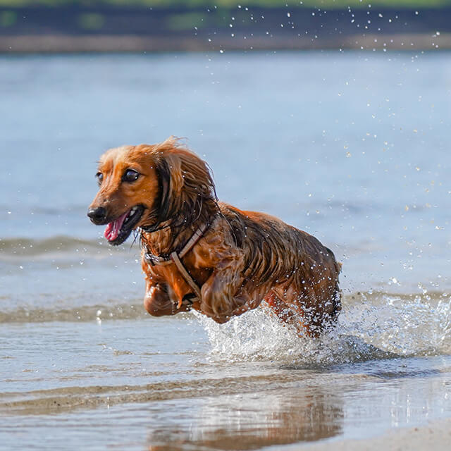 Little brown dog running in water