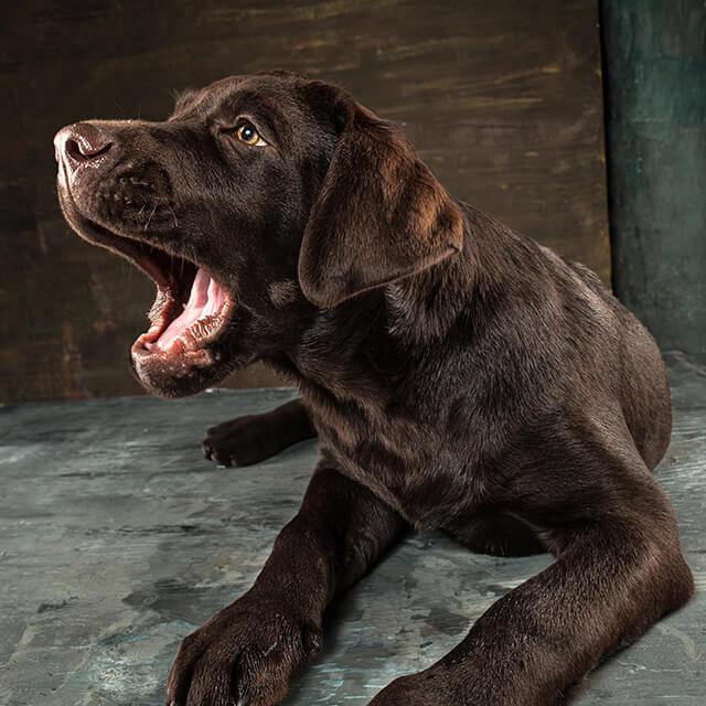 Black labrador dog barking against dark background