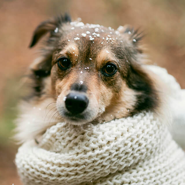 Brown dog outside wrapped with a scarf and snow on its head