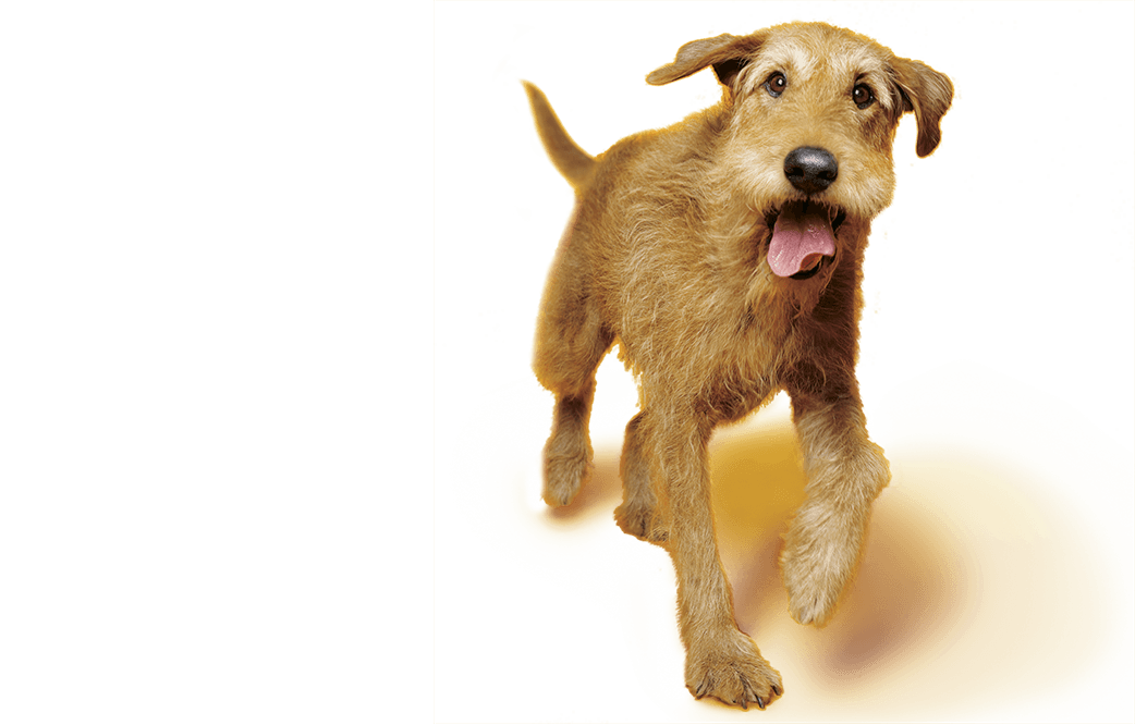 Terrier Mongrel