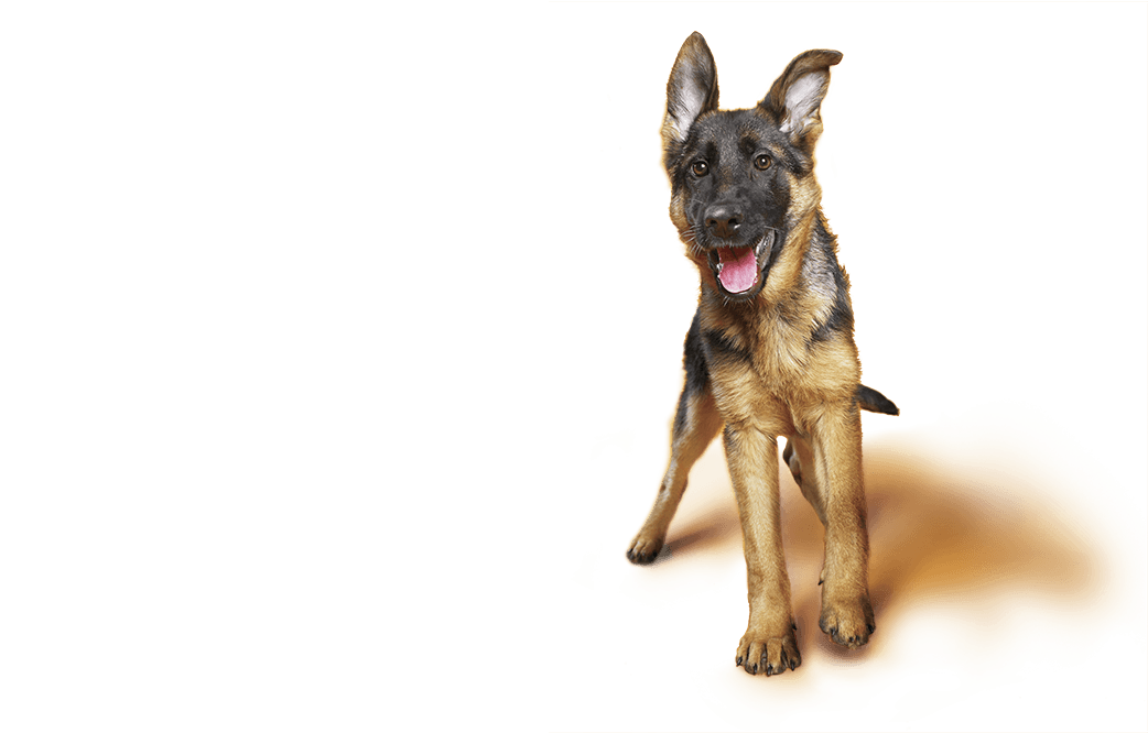 German Shepherd puppy