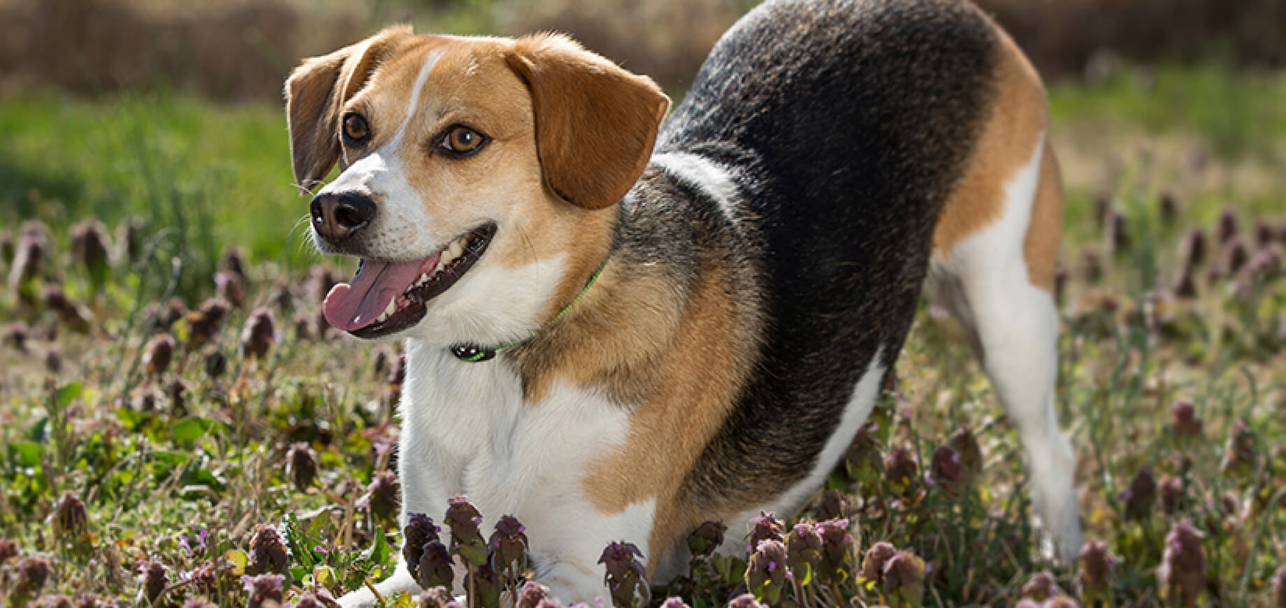 Seizures in Dogs: Types, Causes and Symptoms