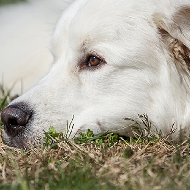 How to deal with problem dog behaviour