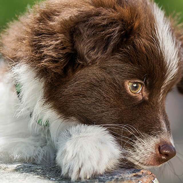 Your Dog’s