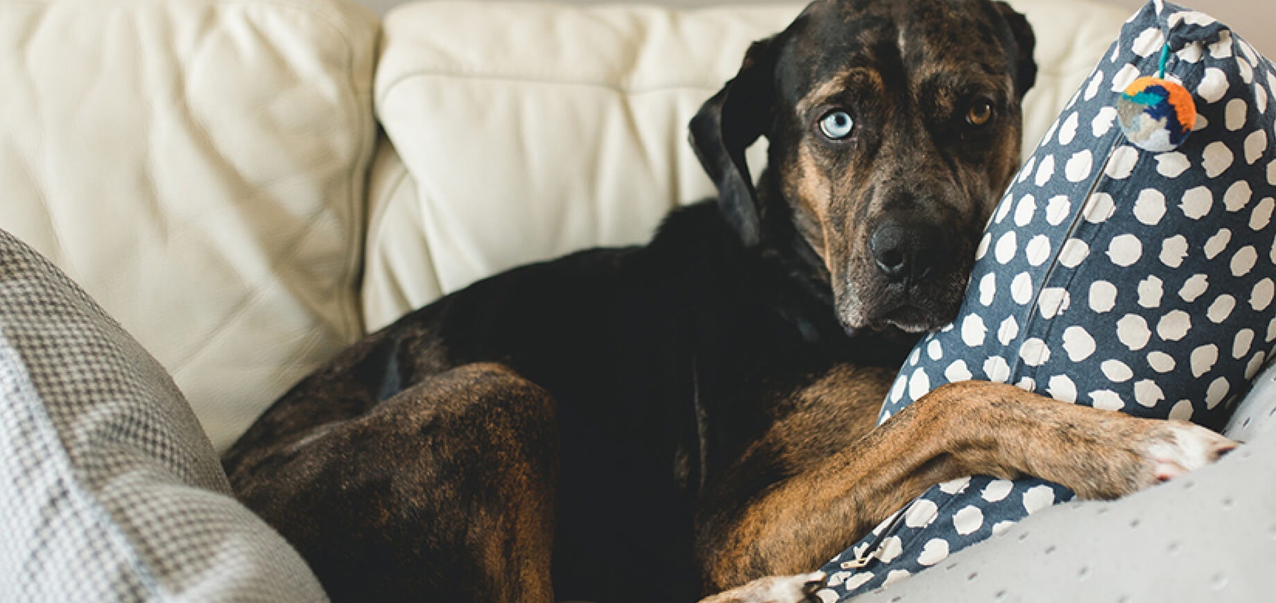 Preparing For Your New Puppy or Dog