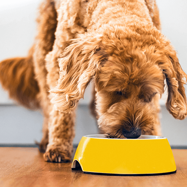 Boosting immunity through nutrition