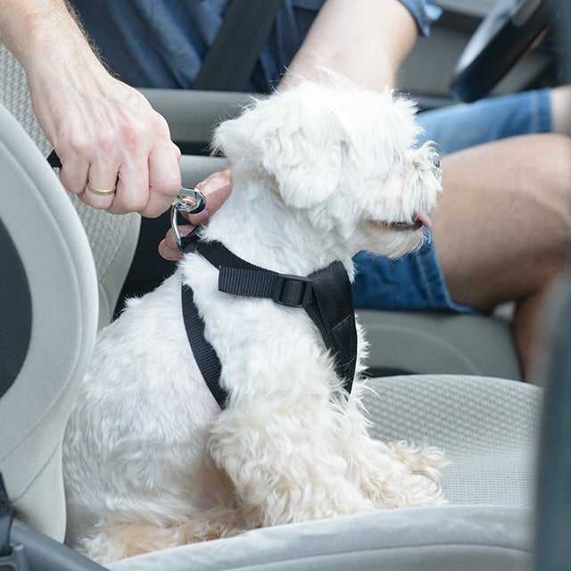 Travelling with a dog in the car