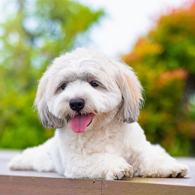 How to teach a dog to lie down