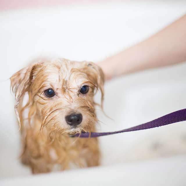 dog being washed