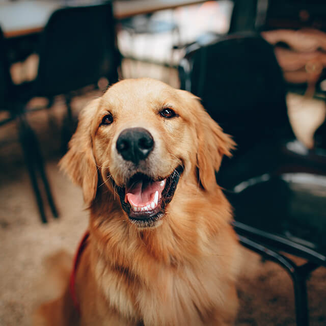 a Golden Retriever dog looking at the camera