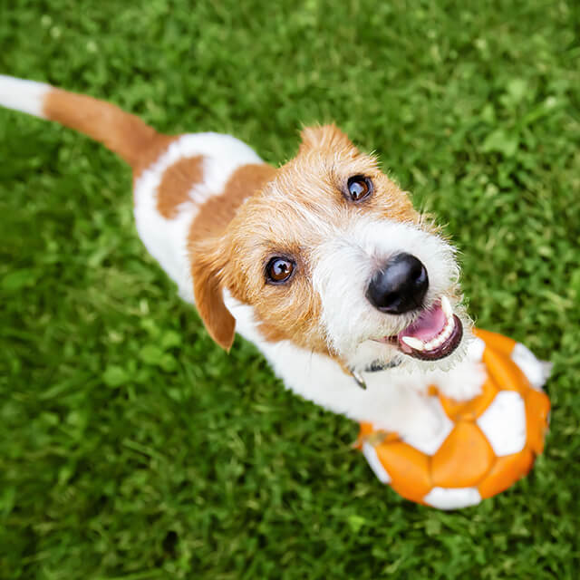 Can dogs see colour