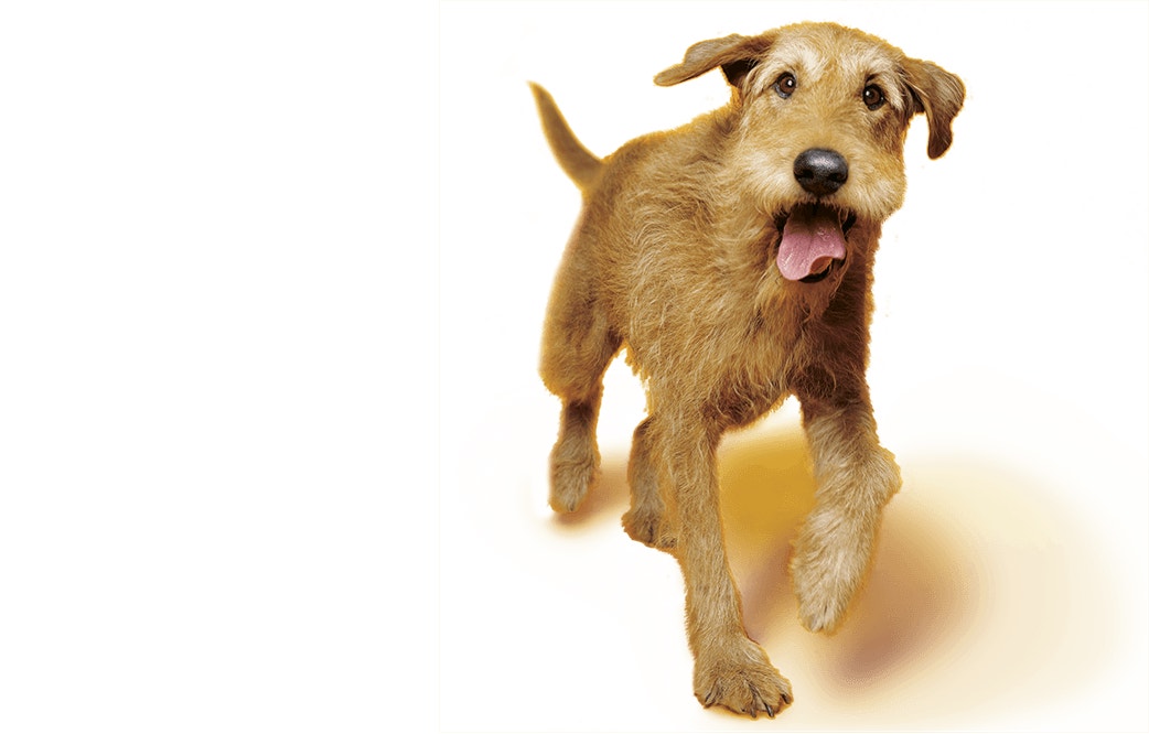 Terrier Mongrel