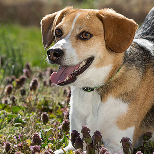 Seizures in Dogs: Types, Causes and Symptoms
