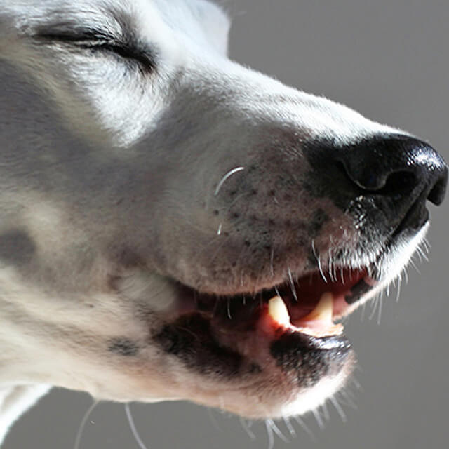How To Prevent And Get Rid of Ticks On Dogs