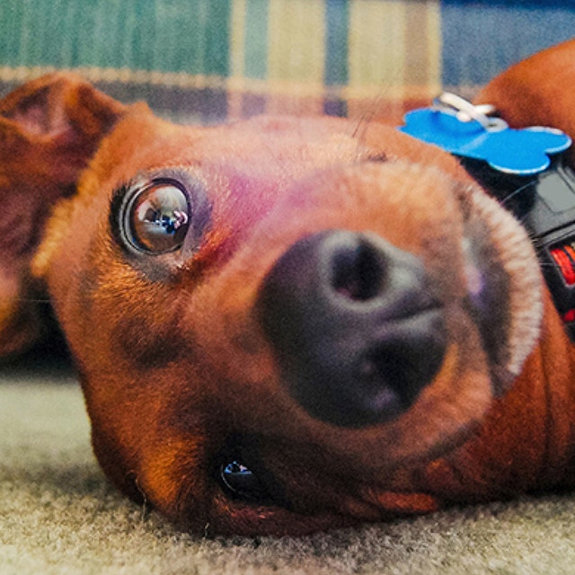 Microchipping your dog or puppy