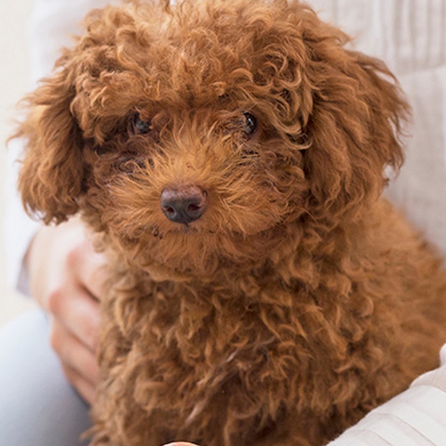 How to Handle Dog Fleas