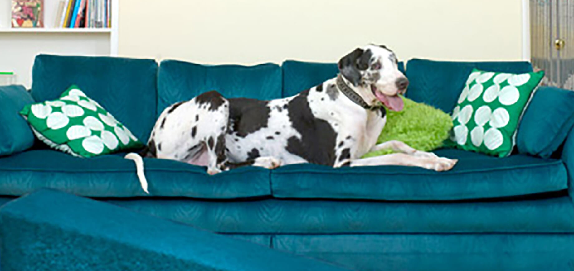 Gum Disease in Dogs 