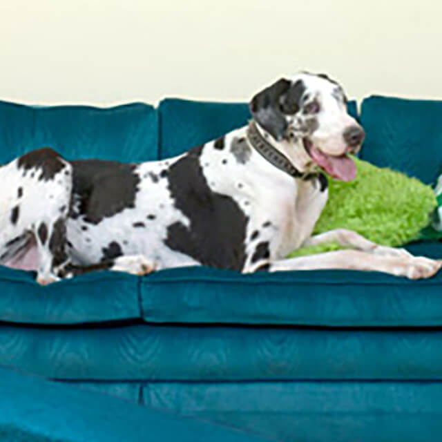 Gum Disease in Dogs 