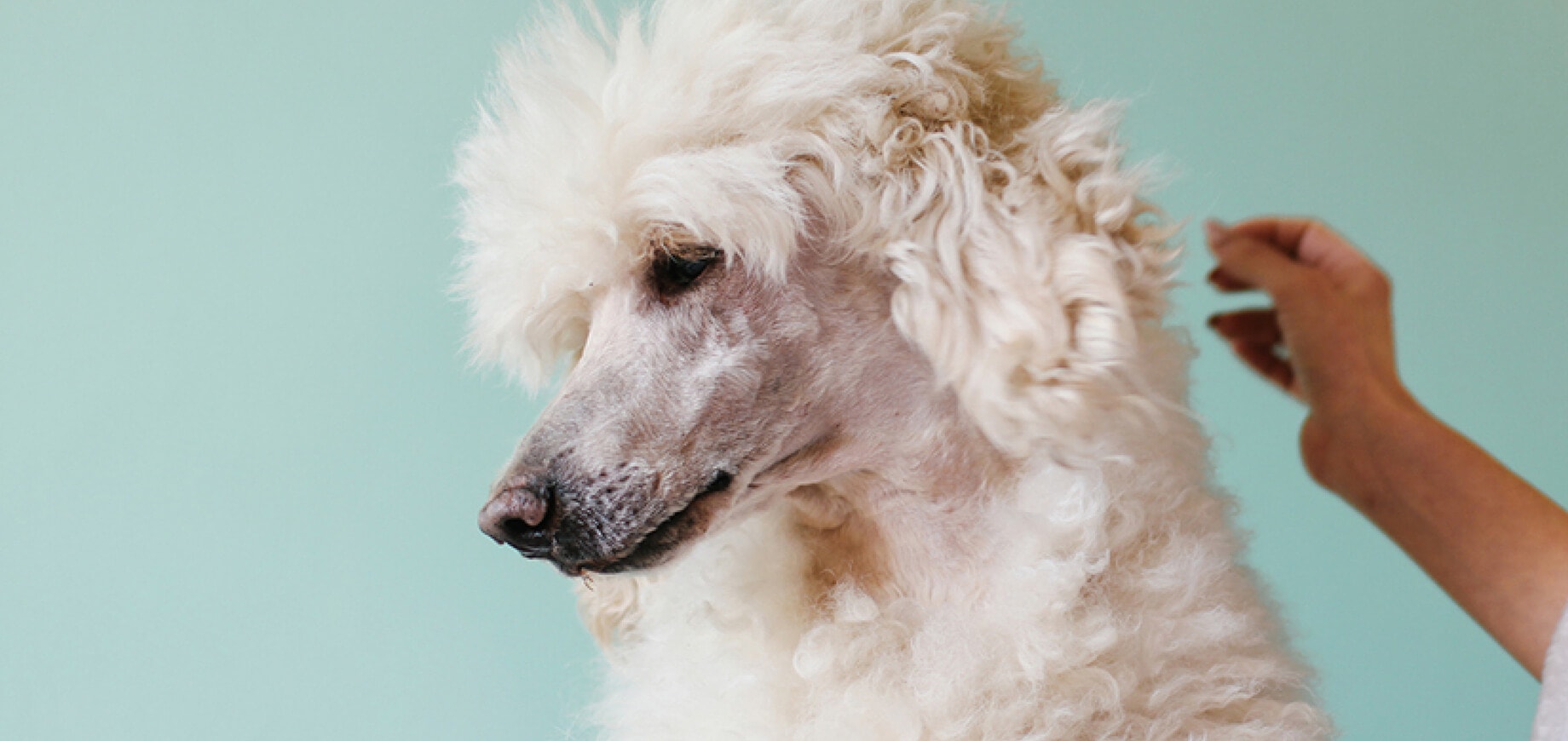 Dog Anxiety: Causes, Symptoms and Treatment
