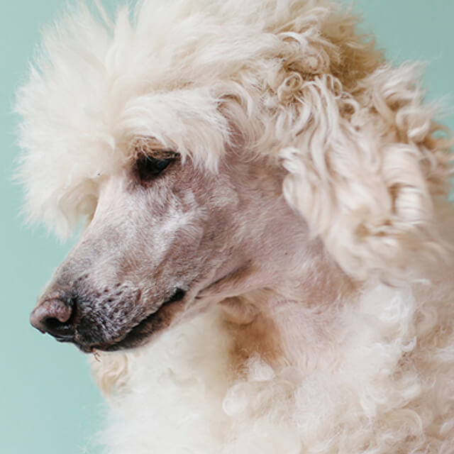 Dog Anxiety: Causes, Symptoms and Treatment