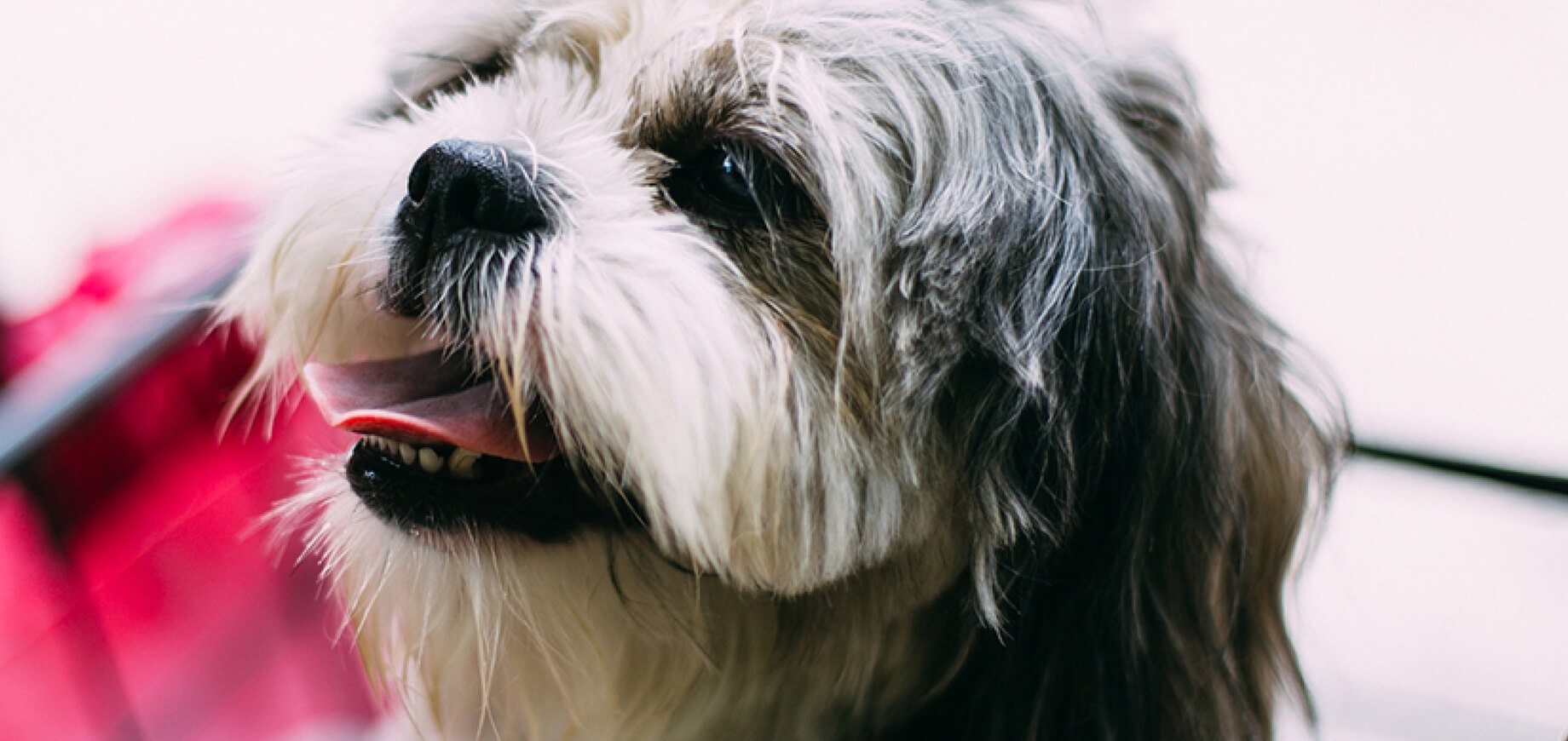 Diarrhoea in dogs: Causes and Treatment