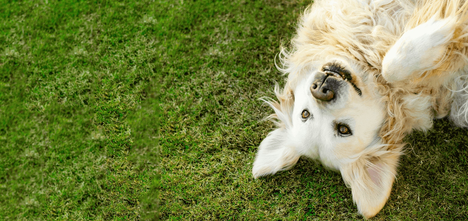Getting a dog? Get ready!