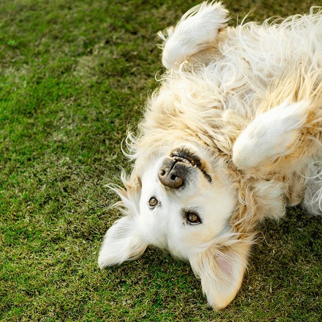 Getting a dog? Get ready!