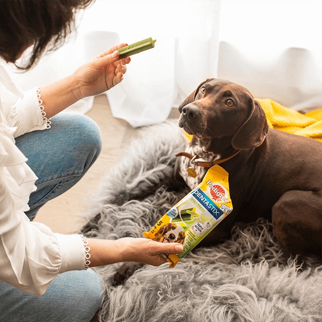 Dog Dental Care