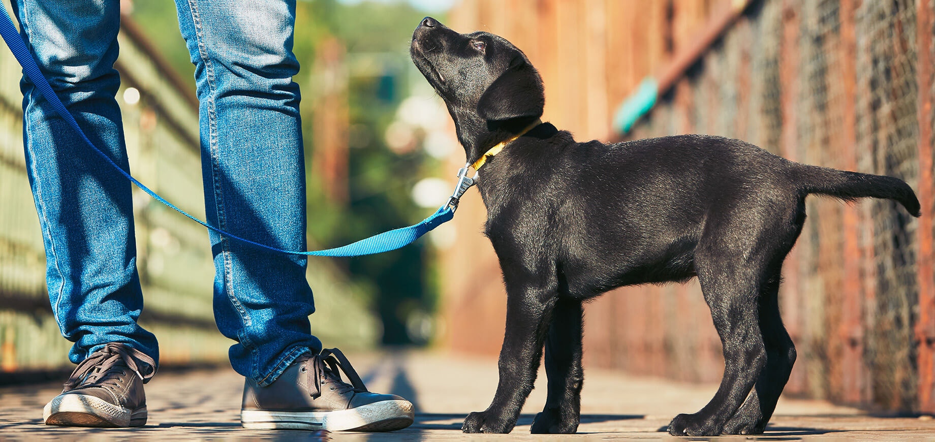 Dog and puppy obedience