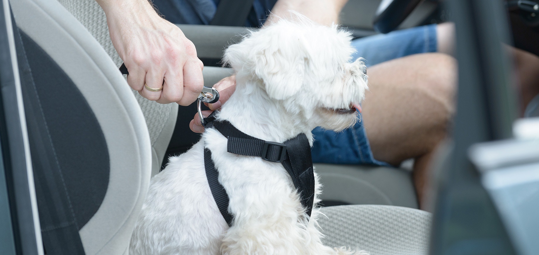 Travelling with a dog in the car