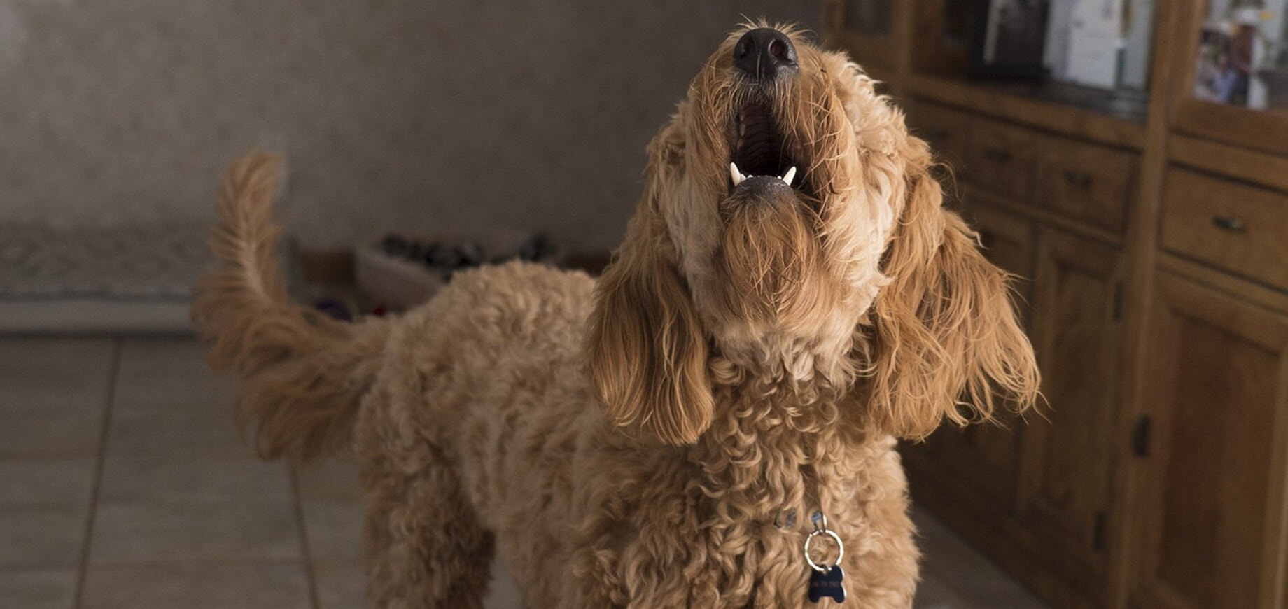 How to stop excessive barking in dogs?