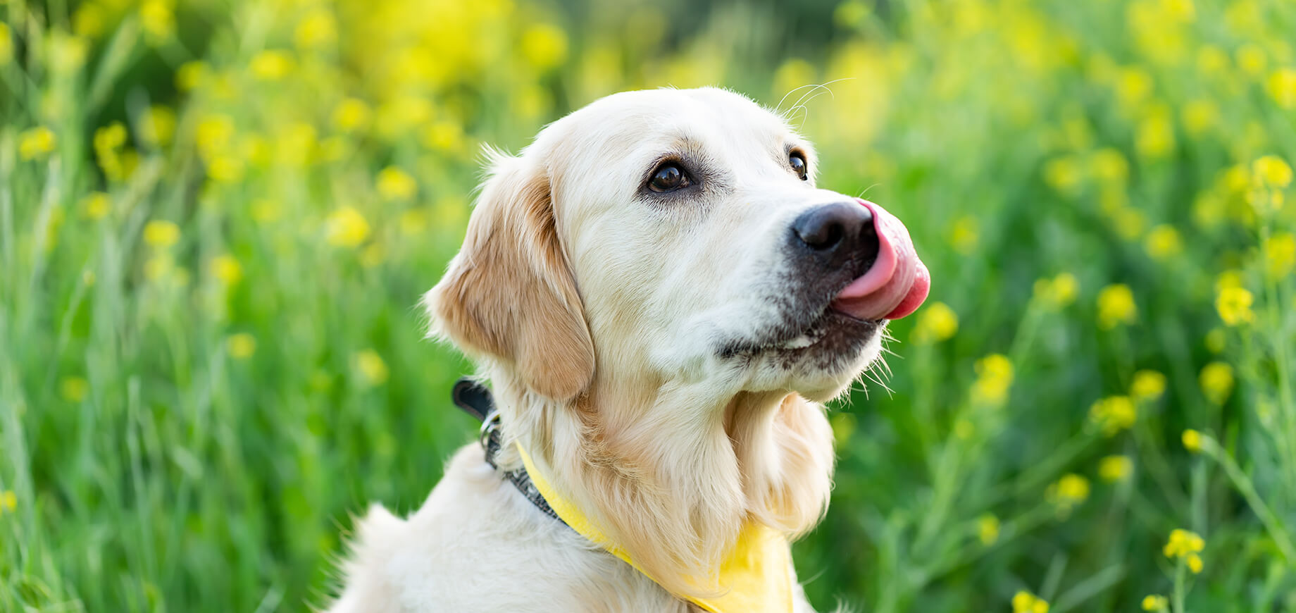 golden retriever dog licking nose