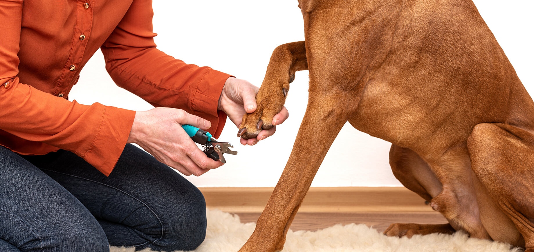 person using clippers on brown dog’s nails