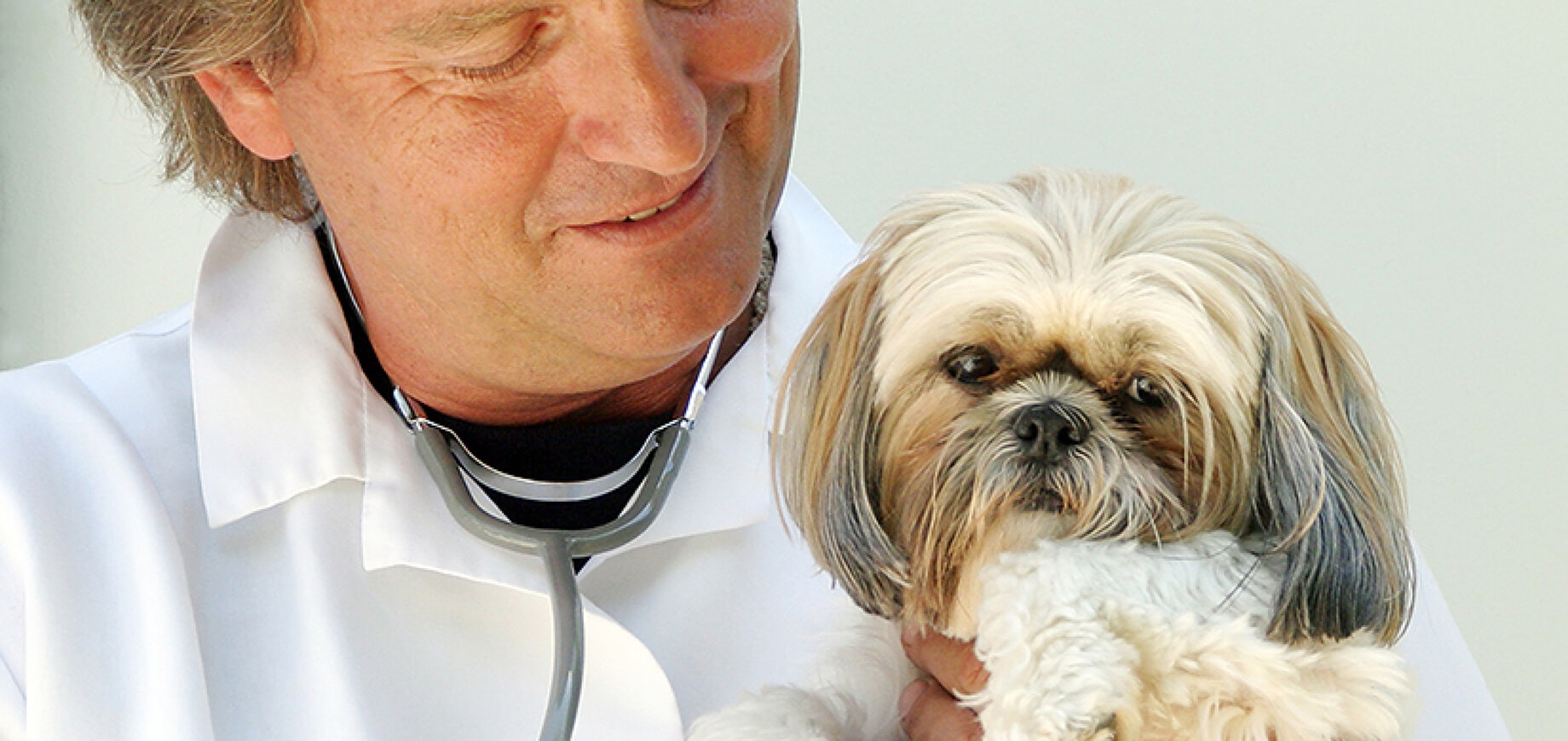 Everything You Need to Know About Cancer In Dogs 