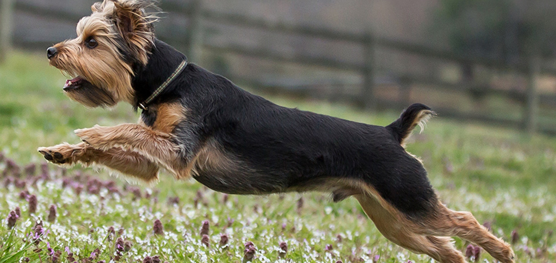 How to stop your dog from scavenging