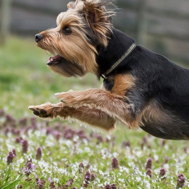 How To Stop Your Puppy Biting