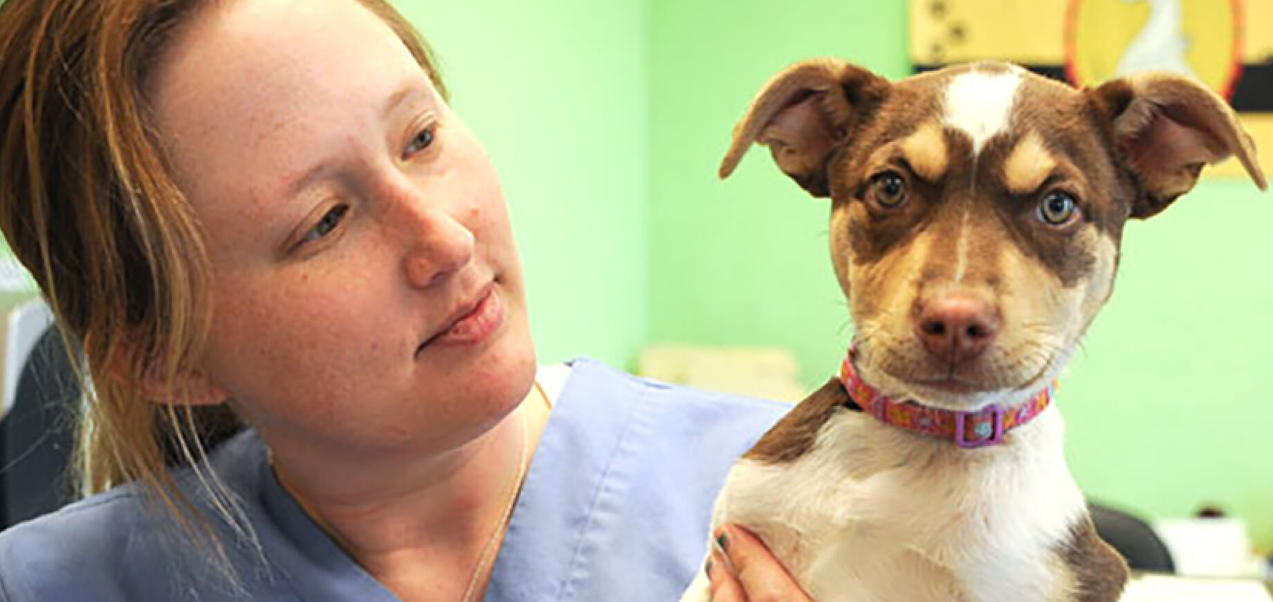 Dog Care: Canine Colds