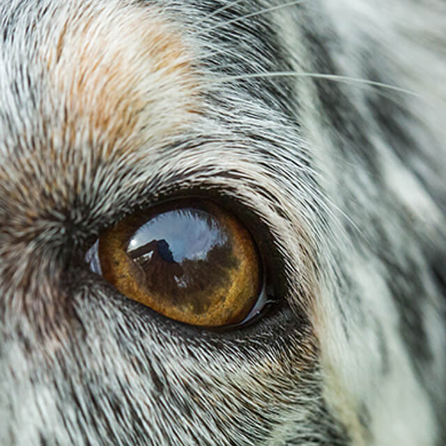 Boost your dog's confidence