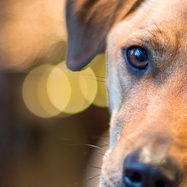 Diabetes in Dogs: Causes, Symptoms and Management