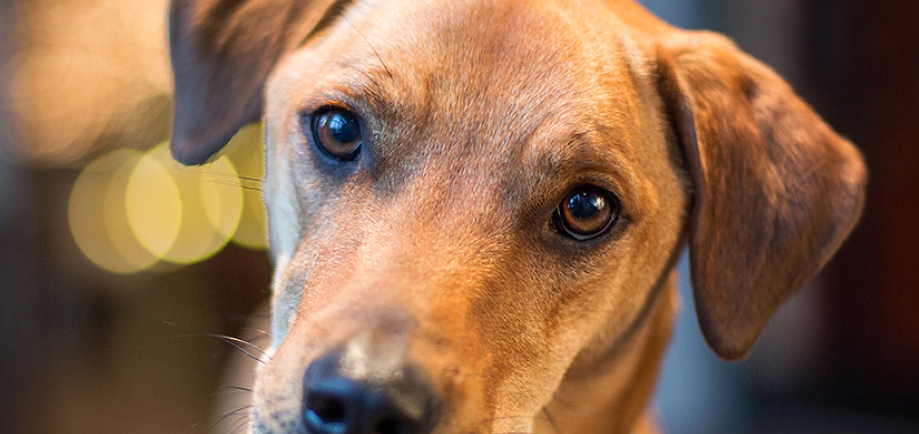 Dog and puppy first aid